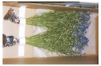 切り花生産者にエコゼリー