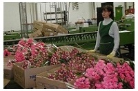 切り花加工場にエコゼリー