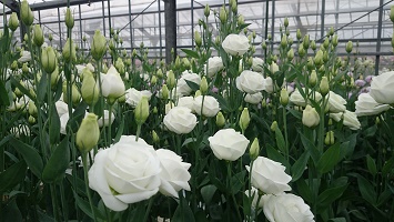 切り花生産者にエコゼリー